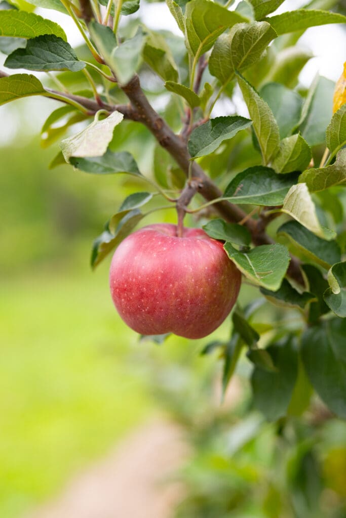 West Virginia grown apples on the branch