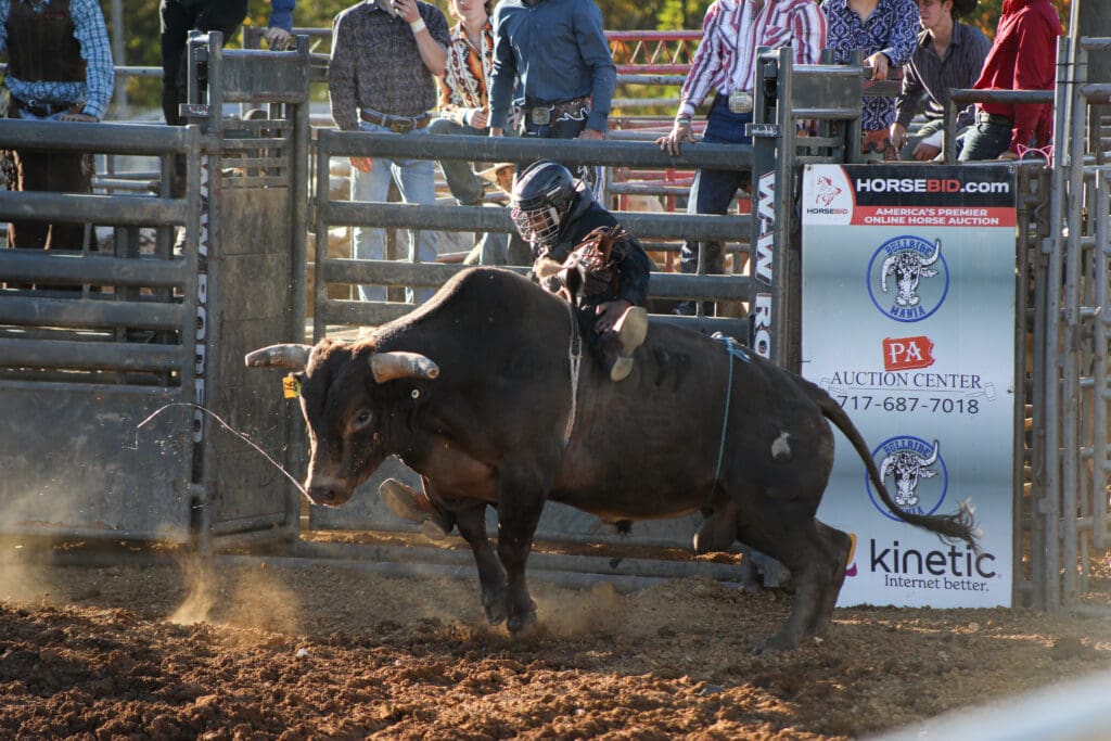 Bull rider bursting from the chute at Bullride Mania